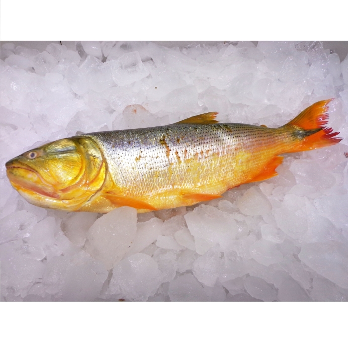 DORADO ENTERO x KG
